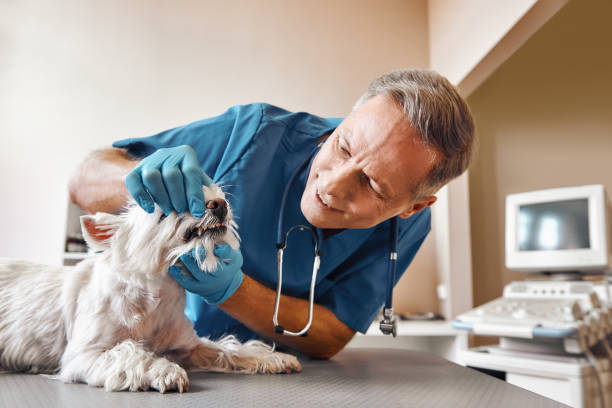 Best Broken or Chipped Tooth Repair in Archbald, PA